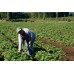 SPRAY FREE KUMARA  3KG Bag LARGE Size Katikati Grown